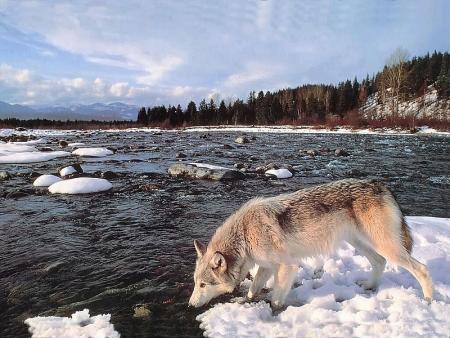 loup au bord de la rivière